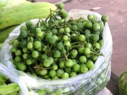 بذر بادمجان بیبی ترشی سبز پاکت اورجینال 700 عددی