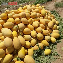 بذر خربزه ایوانکی خوش عطر ایرانی بسته 10 عددی