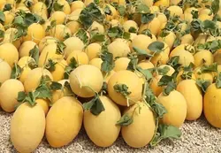 بذر خربزه ایوانکی خوش عطر ایرانی بسته 10 عددی