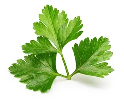 بذر سبزی گشنیز اصیل ایرانی بسته 10 گرمی