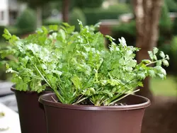 بذر سبزی گشنیز اصیل ایرانی بسته 10 گرمی