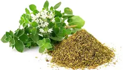 بذر آویشن کوهی یا اورگانو بسته 200 عددی