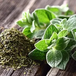 بذر آویشن کوهی یا اورگانو بسته 200 عددی