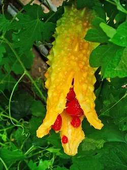 بذر بیتر ملون یا کارلا هندی بسته 5 عددی