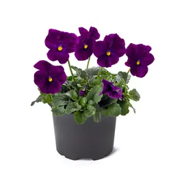 بذر گل بنفشه خوراکی تزئینی بنفش بسته 200 عددی