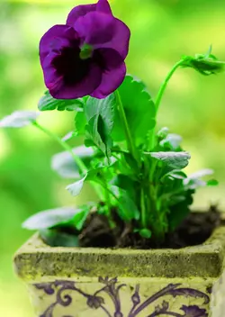 بذر گل بنفشه خوراکی تزئینی بنفش بسته 200 عددی