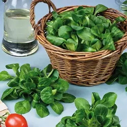 بذر سبزی والریانلا فرانسوی بسته ۵۰ عددی