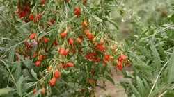 بذر گوجی بری قرمز آمریکایی بسته ۱۰ عددی