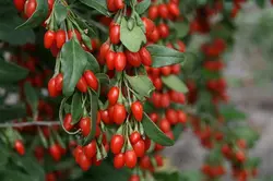 بذر گوجی بری قرمز آمریکایی بسته ۱۰ عددی