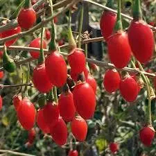 بذر گوجی بری قرمز آمریکایی بسته ۱۰ عددی