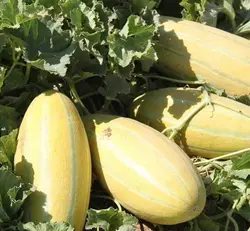 بذر خربزه مشهدی ثامن بسته 20 عددی