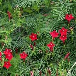 بذر گل نیلوفر پیچ سرو تاک بسته 3 عددی