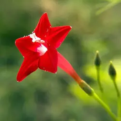 بذر گل نیلوفر پیچ سرو تاک بسته 3 عددی