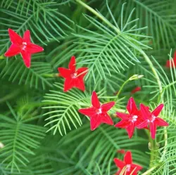 بذر گل نیلوفر پیچ سرو تاک بسته 3 عددی
