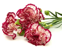 بذر گل میخک سفید دورنگ صد پر معطر گل درشت آمریکایی بسته 20 عددی