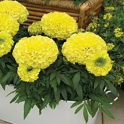 بذر گل جعفری آفریقایی زرد پاکوتاه هیبرید بسته 10 عددی