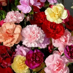 بذر گل میخک صد پَر معطر رنگارنگ آمریکایی بسته 20 عددی