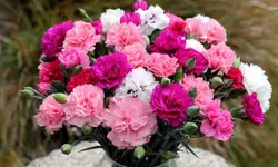بذر گل میخک صد پَر معطر رنگارنگ آمریکایی بسته 20 عددی