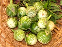 بذر بادمجان سبز آبلونگ بسته  ۱۵ عددی
