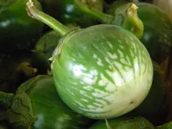بذر بادمجان سبز آبلونگ بسته  ۱۵ عددی