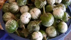 بذر بادمجان سبز آبلونگ بسته  ۱۵ عددی