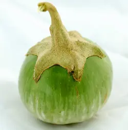 بذر بادمجان سبز آبلونگ بسته  ۱۵ عددی