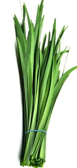 بذر تره ایرانی درجه یک بسته 10 گرمی