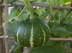 بذر کدو تنبل دلیکابسته 3 عددی