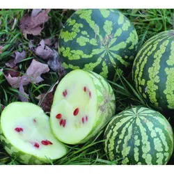 بذر هندوانه تخم ژاپنی بسته 20 تایی