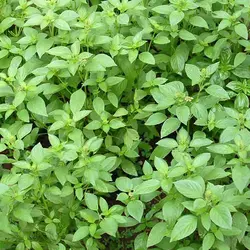 بذر ریحان لیمویی خوش عطر ایتالیایی بسته 100عددی