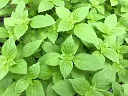 بذر ریحان لیمویی خوش عطر ایتالیایی بسته 100عددی