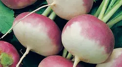بذر شلغم بسته ۱۰۰ عددی