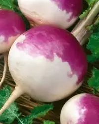بذر شلغم بسته ۱۰۰ عددی