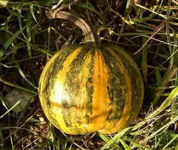 بذر کدو تخم کاغذی بسته 20 عددی