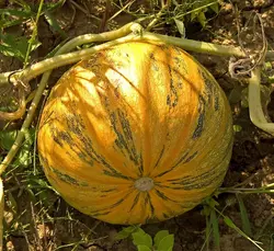 بذر کدو تخم کاغذی بسته 20 عددی
