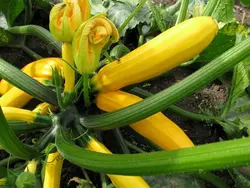 بذر کدو خورشتی زرد طلایی استاندارد بسته 20 عددی