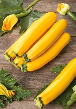 بذر کدو خورشتی زرد طلایی استاندارد بسته 20 عددی