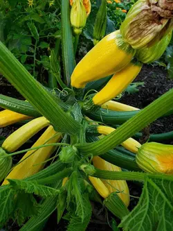 بذر کدو خورشتی زرد طلایی استاندارد بسته 20 عددی