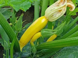 بذر کدو خورشتی زرد طلایی استاندارد بسته 20 عددی