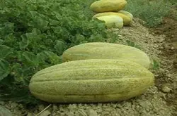 بذر خربزه خاتونی بسته ۳۰ عددی