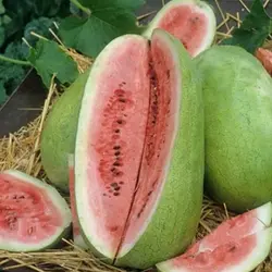 بذر هندوانه چارلستون بسته 20 عددی