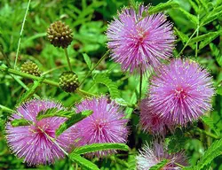 بذر گل قهر و آشتی هلندی بسته 20 عددی