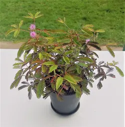 بذر گل قهر و آشتی هلندی بسته 20 عددی