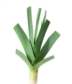 بذر تره پهن برگ آمریکایی بسته 100عددی