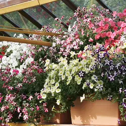 بذر گل اطلسی پرگل رنگارنگ ایتالیایی بسته ۱۰۰ عددی