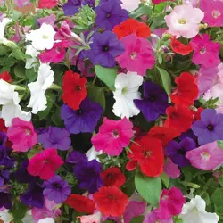 بذر گل اطلسی پرگل رنگارنگ ایتالیایی بسته ۱۰۰ عددی