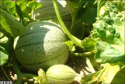 بذر ملون هیبرید گاتسا هلندی بسته 10 عددی