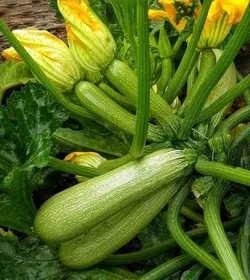 بذر کدو خورشتی هیبرید فوق پربار آمریکایی بسته 10 عددی