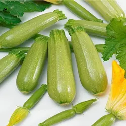 بذر کدو خورشتی هیبرید فوق پربار آمریکایی بسته 10 عددی