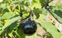 بذر بادمجان دلمه تمام مشکی ژاپنی بسته 20 عددی
